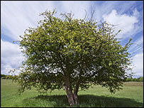 hawthorntree